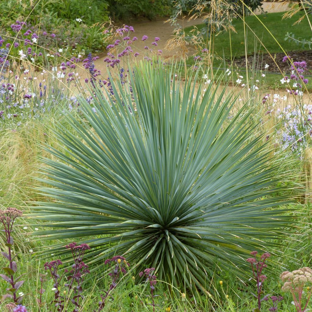 Yucca rostrata - Schnabel-Palmlilie