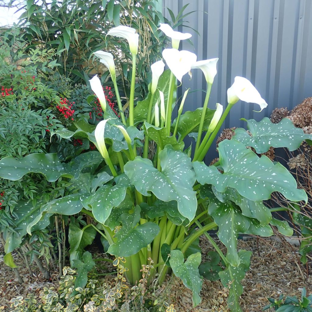 Zantedeschia aethiopica Himalaya - Zimmercalla