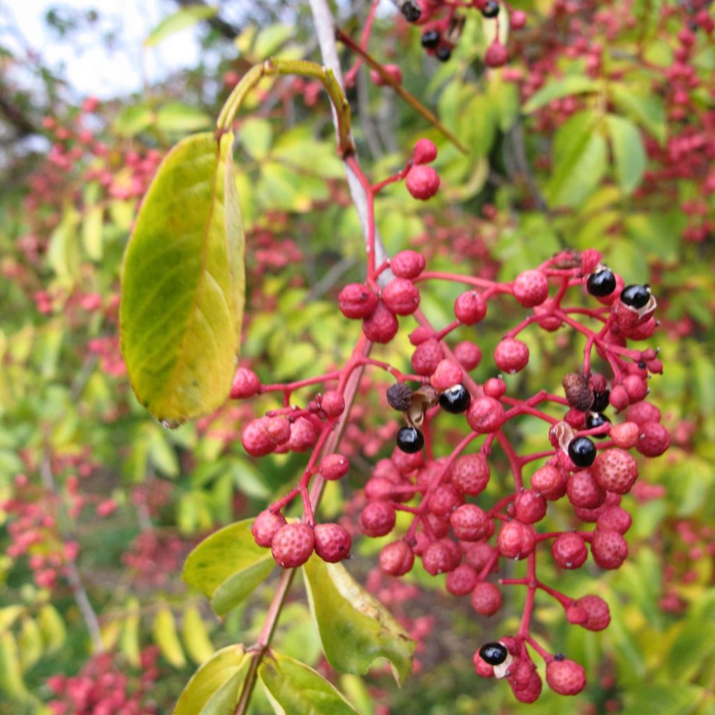 Zanthoxylum simulans - Poivrier du Sichuan