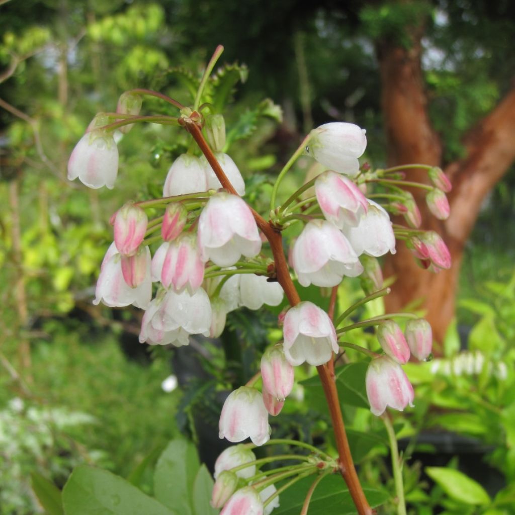 Zenobia pulverulenta Raspberry Ripple