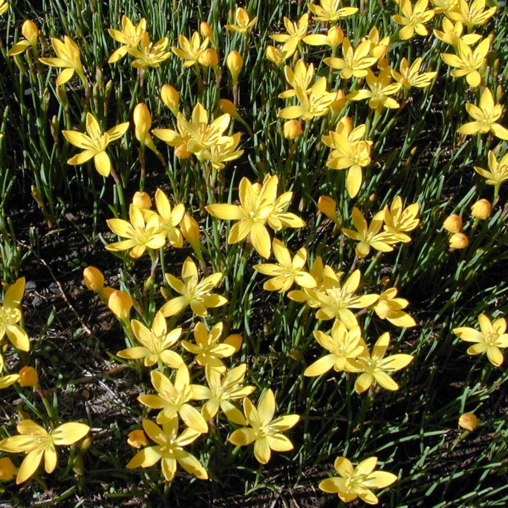 Zephyranthus citrina - Gelbe Regenlilien