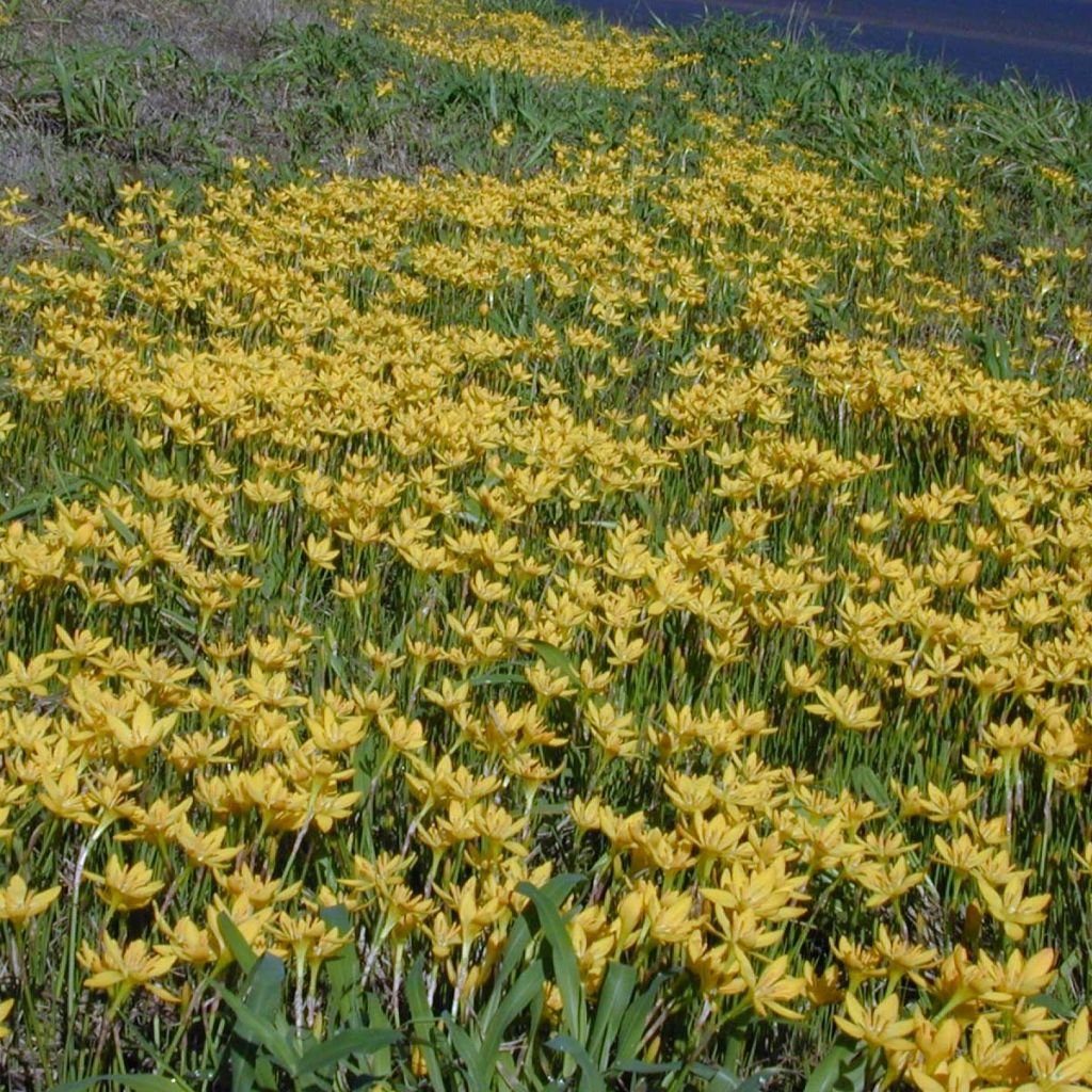 Zephyranthus citrina - Gelbe Regenlilien