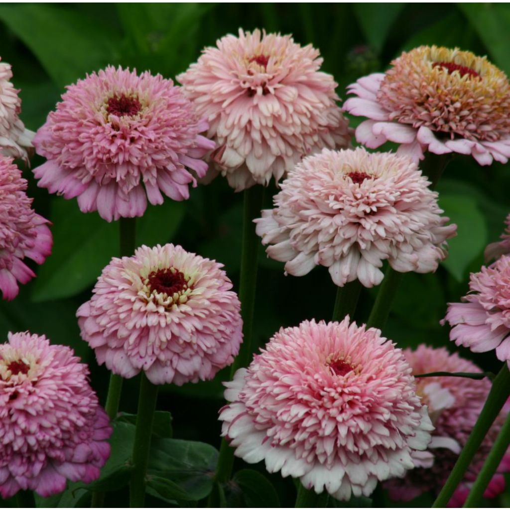 Garten-Zinnie Zinderella Lilac (Samen)