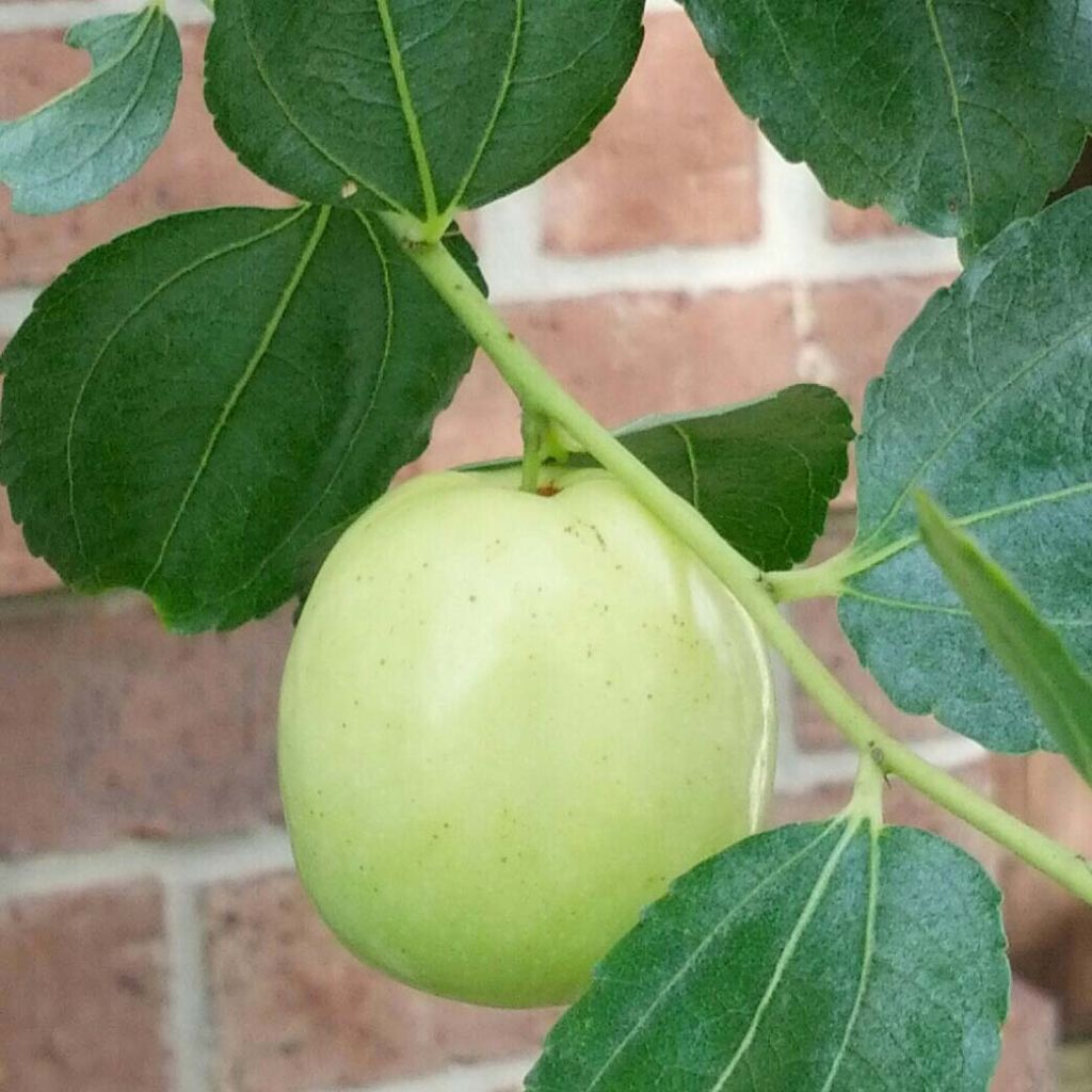 Chinesische Jujube Li - Ziziphus jujuba