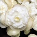 Begonie Doublet White - Begonia semperflorens