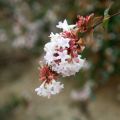 Abelia grandiflora - Grossblütige Abelie