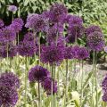 Allium aflatunense Purple Sensation - Zierlauch