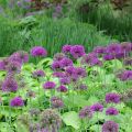 Allium aflatunense Purple Sensation - Zierlauch