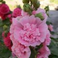 Alcea rosea Chater's Double Rose - Gewöhnliche Stockrose