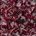 Alternanthera Purple Knight - Papageienblatt