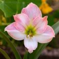 Amaryllis Apple Blossom