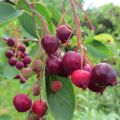 Amelanchier Ballerina