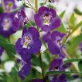 Angelonia angustifolia Angelface Blue - Engelsgesicht