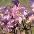 Aquilegia vulgaris var. stellata Rose Barlow - Garten-Akelei