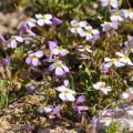 Arabis caucasia Rosea - Arabette du Caucase