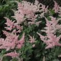 Astilbe japonica Peach Blossom - Prachtspiere