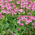 Astrantia Rosensinfonie - Sterndolde