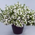 Schneeflockenblume Scopia Double Snowball - Bacopa