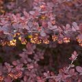 Berberis thunbergii Atropurpurea - Epine-vinette