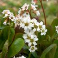 Bergenia Bressingham White - Bergenie