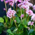 Bergenia Baby Doll - Bergenie