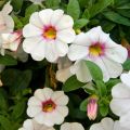 Zauberglöckchen Noa Almond Blossom - Calibrachoa