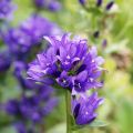 Campanule à bouquets - Campanula glomerata Superba