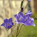 Pfirsichblättrige Glockenblume - Campanula persicifolia