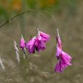 Canne à pêche des Anges - Dierama pulcherrimum