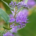 Bartblume Grand Bleu - Caryopteris clandonensis