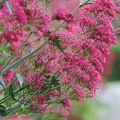 Rote Spornblume - Centranthus ruber