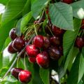 Süßkirsche Marmotte Bio - Prunus avium