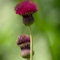 Cirsium rivulare Atropurpureum - Bach-Kratzdistel