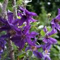 Waldrebe Saphyra Violetta - Clematis