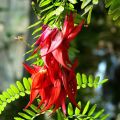 Clianthus puniceus Kaka King - Ruhmesblume