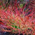 Cornus sanguinea - Cornouiller sanguin