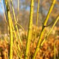 Cornus stolonifera Flaviramea - Cornouiller à bois jaune