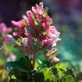 Corydalis solida Beth Evans - Gefingerter Lerchensporn