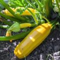 Courgette Easy Pick Gold F1 en plants