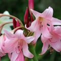 Crinum powellii Rosea - Hakenlilie