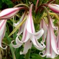 Crinum Striped Beauty