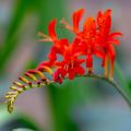 Crocosmia Lucifer - Montbretia rouge écarlate