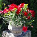 Dipladenia Diamantina Jade Red - Mandevilla