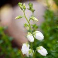 Irische Heide Alba - Daboecia cantabrica