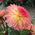 Dahlia Nain Delighing Glow