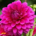 Dahlia camélia Berner Oberland