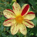 Dahlia paysage Lucky Stripe