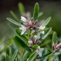 Seidelbast Eternal Fragrance - Daphne transatlantica