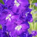 Delphinium Pacific King Arthur - Pied d'Alouette vivace