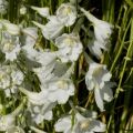 Delphinium belladona Casa Blanca - Garten-Rittersporn